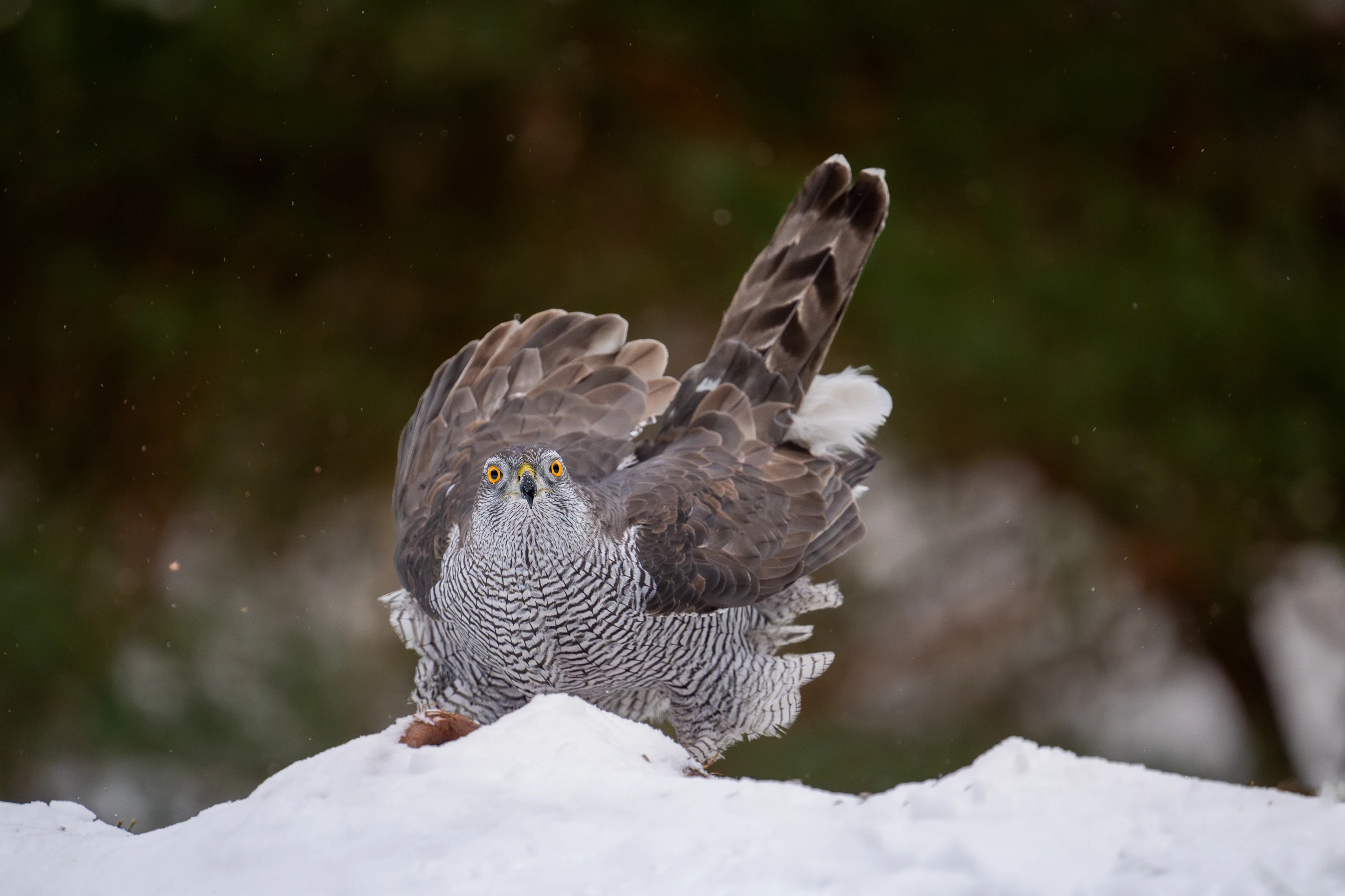 Norway Winter Raptors Expedition gallery image 13